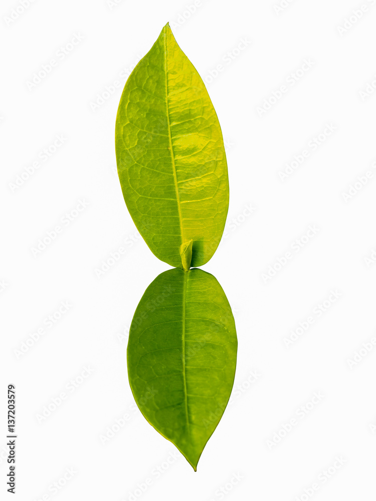 Fototapeta premium isolated green leaf on white background