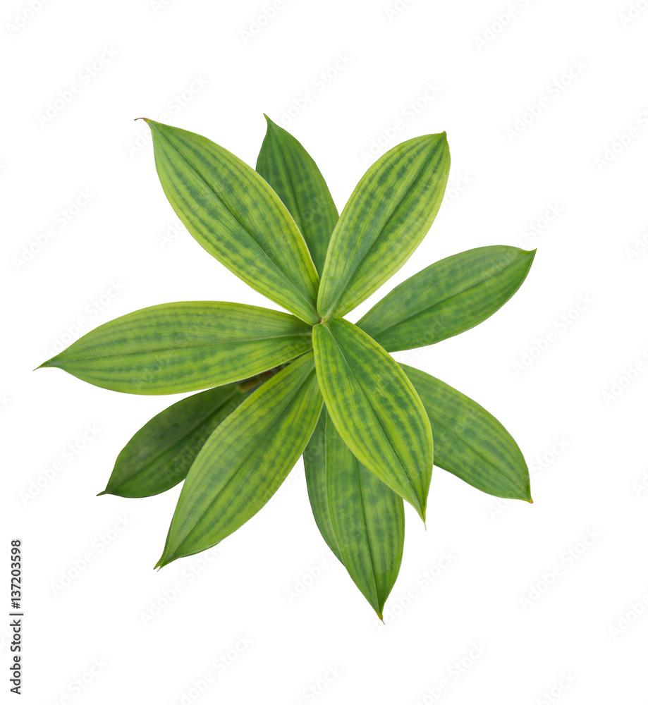 isolated green leaf on white