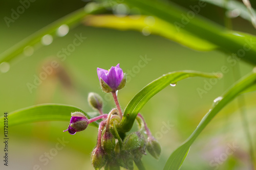 Purple tradescantia virginiana flower with green leaves after a rain close up