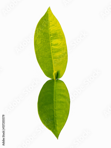 isolated green leaf on white background
