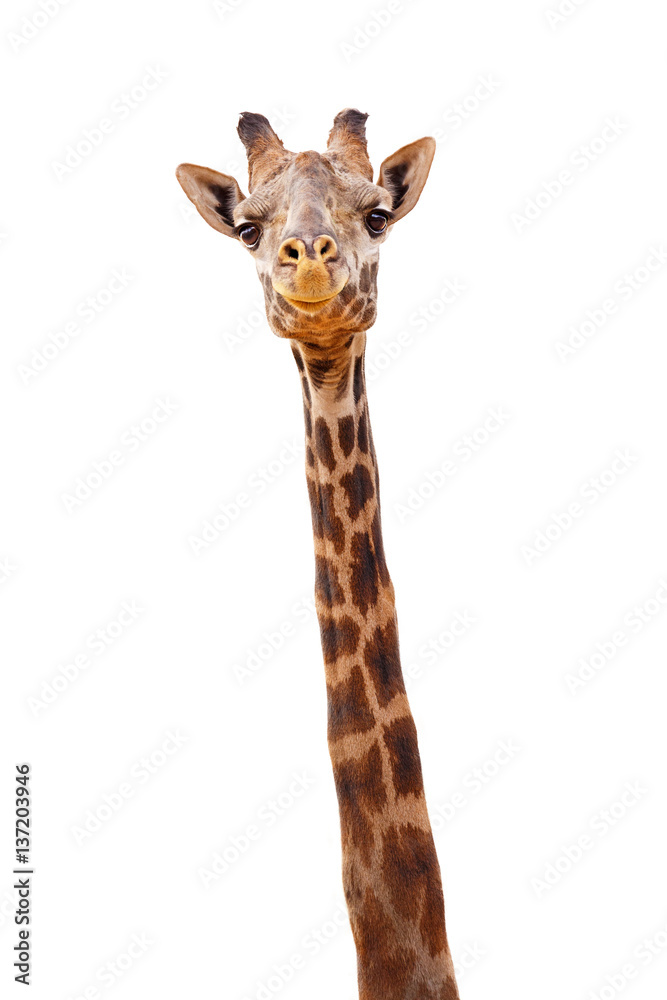 Fototapeta premium Żyrafa Zbliżenie Izolowane - Szczęśliwy Wyrażenie