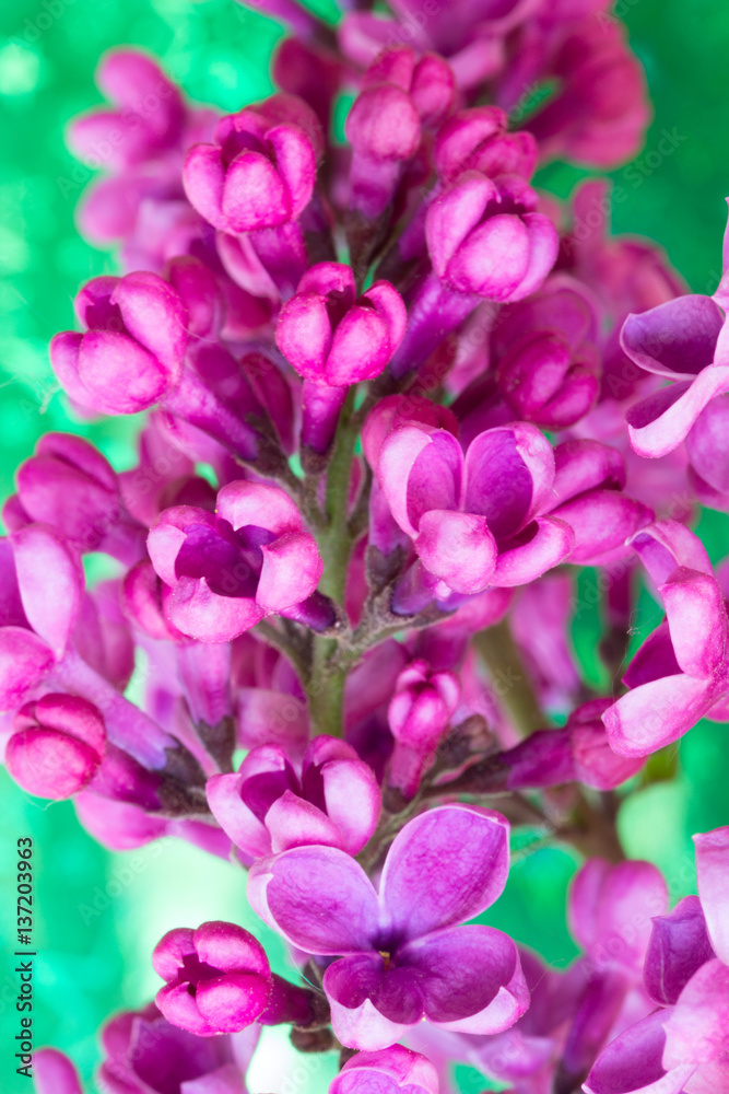 branch of beautiful flowers of lilac closeup. shallow depth of field, selective focus branch of beautiful flowers of lilac closeup. shallow depth of field, selective focus