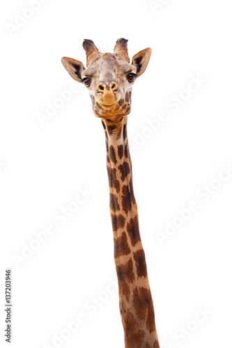 Giraffe Closeup Isolated - Happy Expression