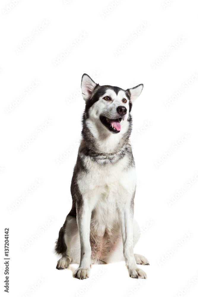 Alaskan Malamute sitting in front of the camera, isolated on white