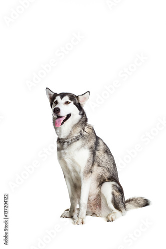 Alaskan Malamute sitting in front of the camera  isolated on white