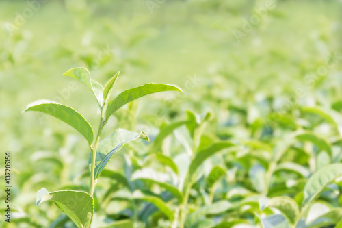 Green tea plantation