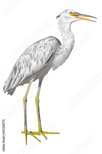 Grey heron isolated on white