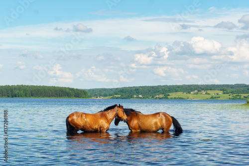 Two horses standing in the lake water