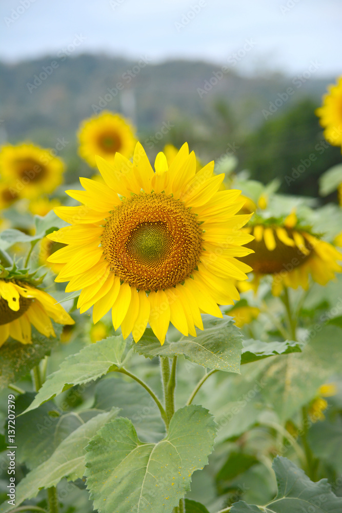 Sunflower field Sunflower field