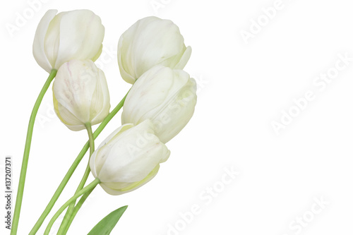 beautiful delicate white early spring tulips