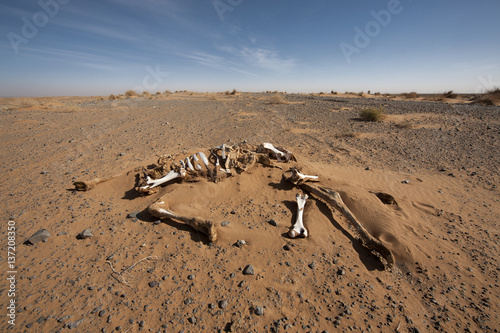 dune di sabbia del deserto