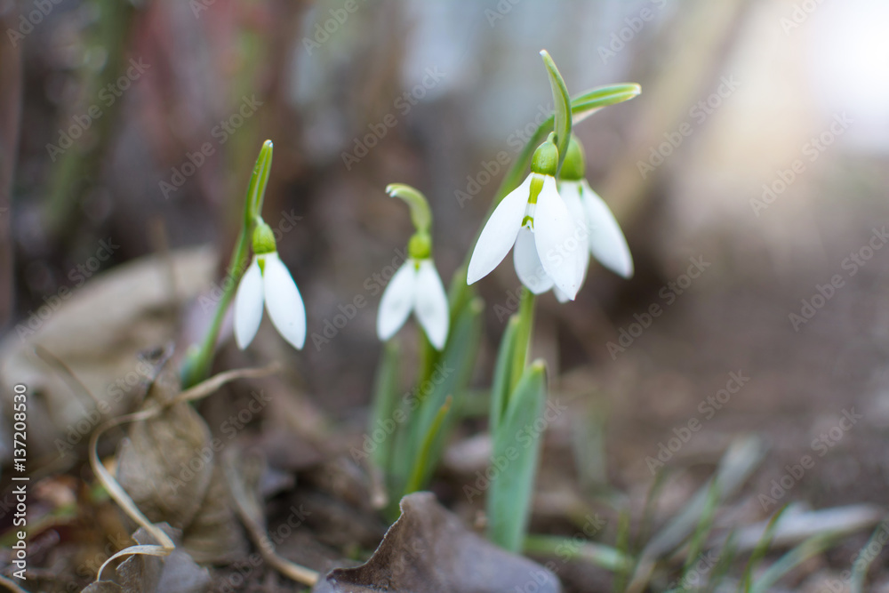 Snowdrops rise from the ground to announce spring Snowdrops rise from the ground to announce spring