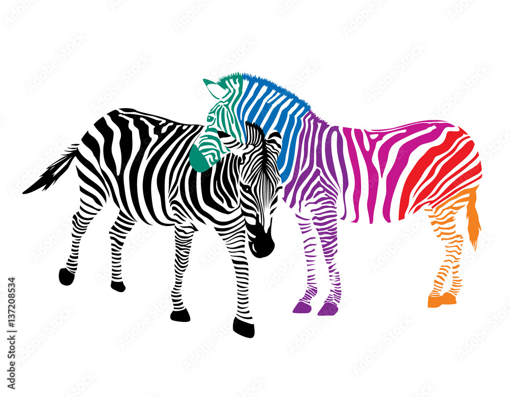 Obraz premium Zebra couple. Black and colorful illustration, isolated on white background.