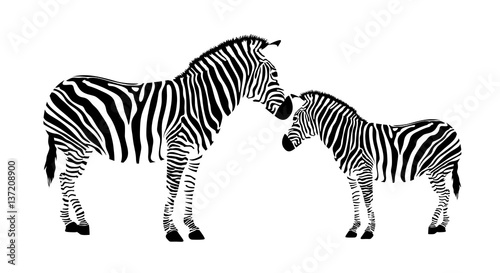 Two zebra. Black and white illustration  isolated on white background.