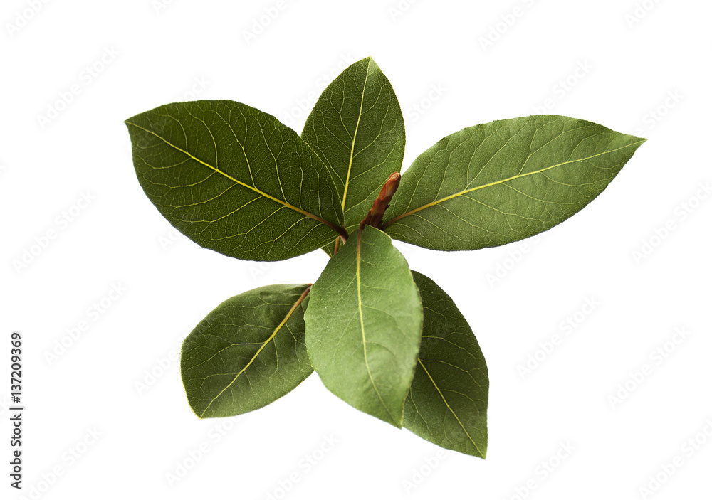 Obraz premium bay leaf plant isolated closeup