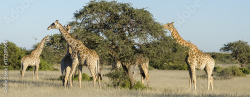 South African Giraffe or Cape Giraffe (Giraffa giraffa giraffa) browzing on camel thorn, giraffe thorn trees.  Southern Kalahari. Northern Cape. South Africa. photo