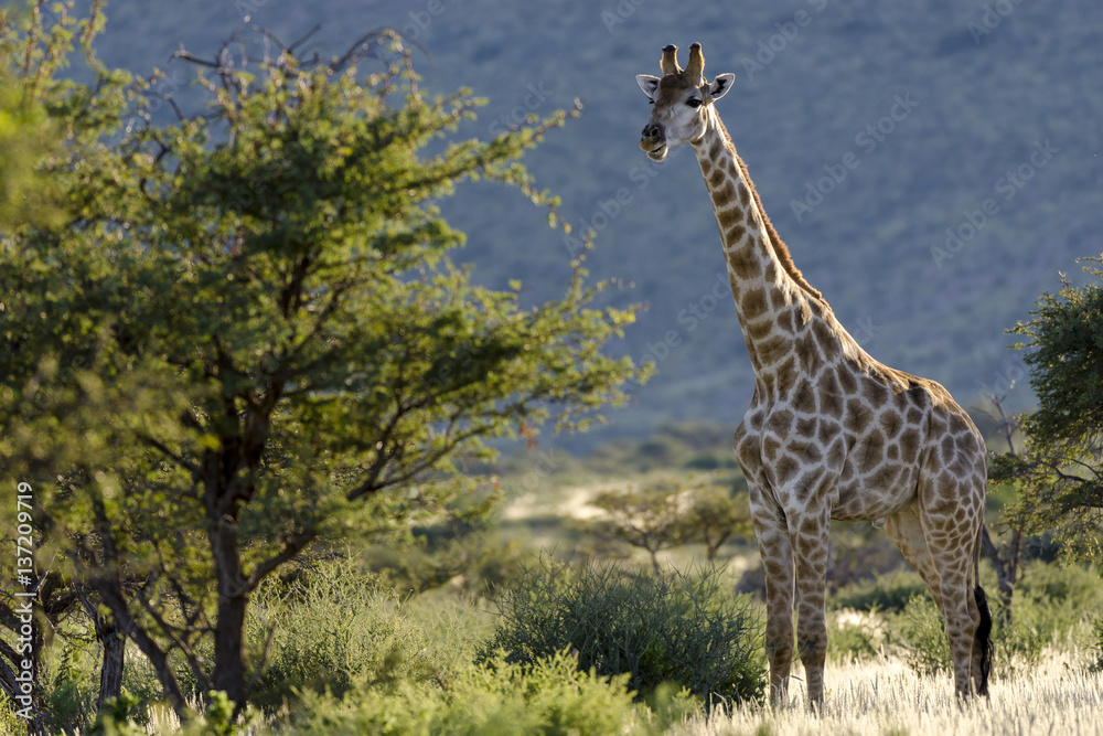 Obraz premium South African Giraffe or Cape Giraffe (Giraffa giraffa giraffa). Southern Kalahari. Northern Cape. South Africa.