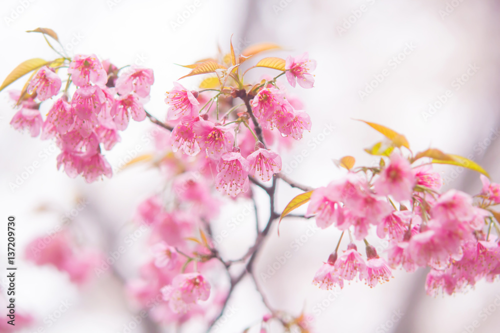 Fototapeta premium Soft and bright pink Thai cherry blossom (sakura)