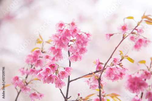 Soft and bright pink Thai cherry blossom (sakura)