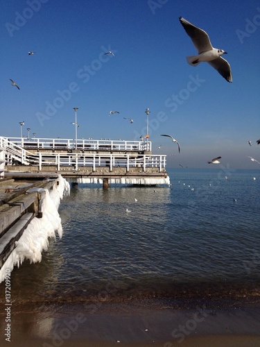 seagulls