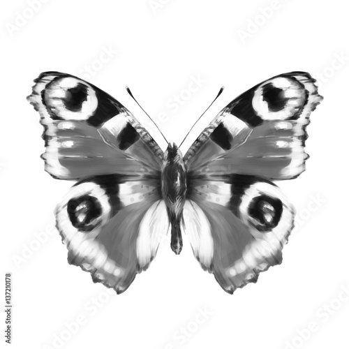 butterfly, hand drawing, on a white © aboard