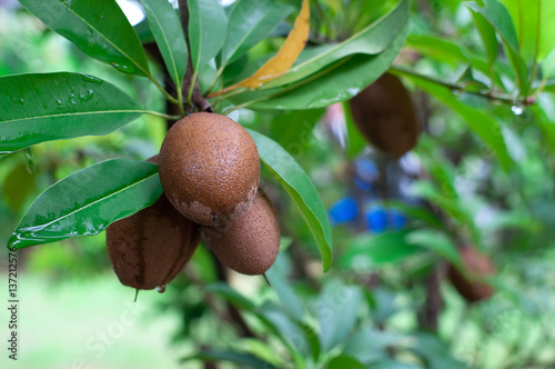 Sapodilla fruits on tree after rain