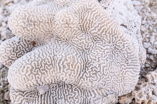 Coral texture