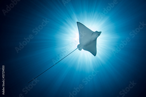Spotted Eagle Ray -  Aetobatus ocellatus - swims under the sun. Komodo National Park, Indonesia.