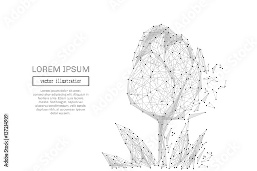 Grey tulip with polygon line on abstract background. Polygonal space low poly with connecting dots and lines. Connection structure. Vector science background