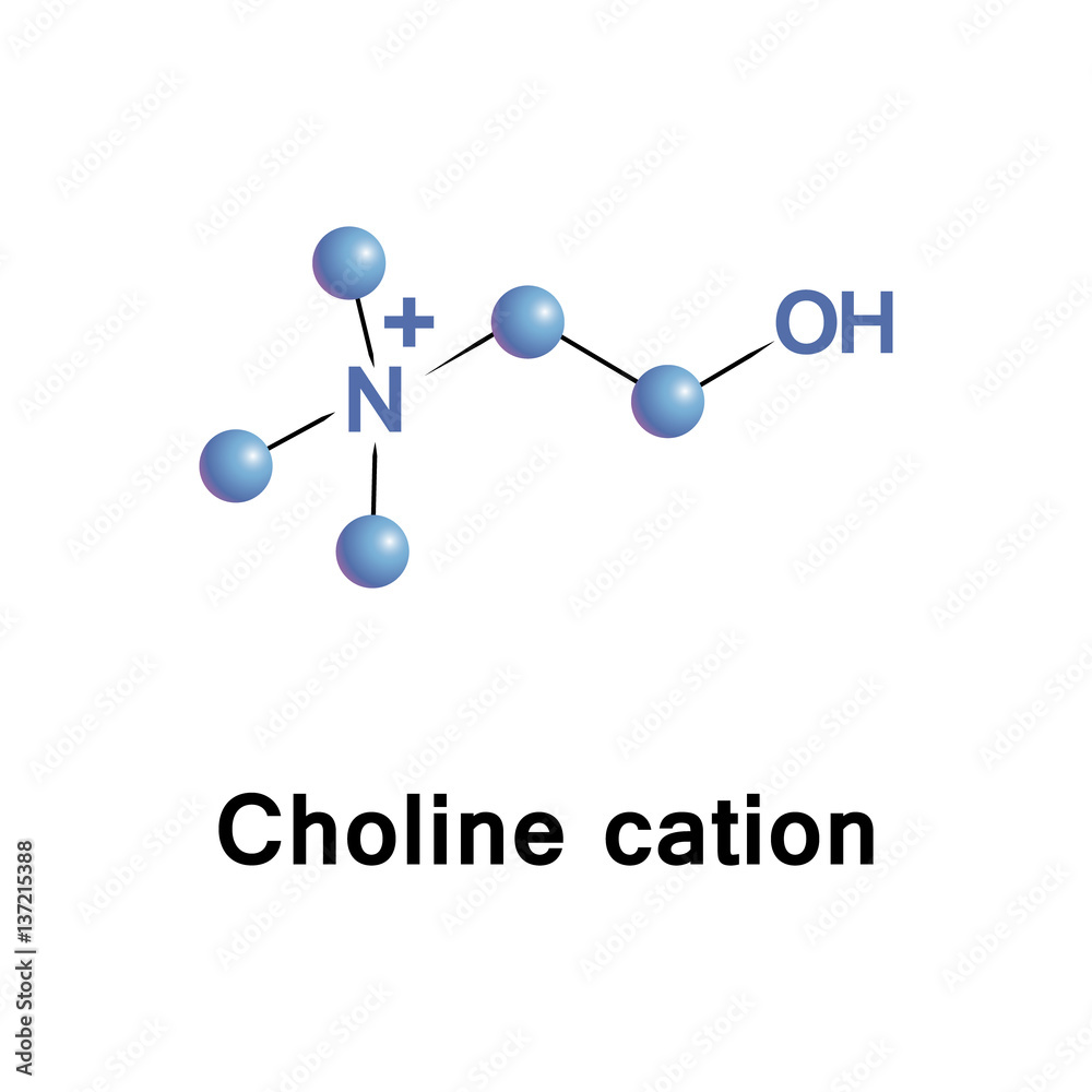 Choline cation sets in head groups of phosphatidylcholine and sphingomyelin, phospholipids of cell membranes. It is precursor of neurotransmitter acetylcholine, for memory and muscle control functions Choline cation sets in head groups of phosphatidylcholine and sphingomyelin, phospholipids of cell membranes. It is precursor of neurotransmitter acetylcholine, for memory and muscle control functions