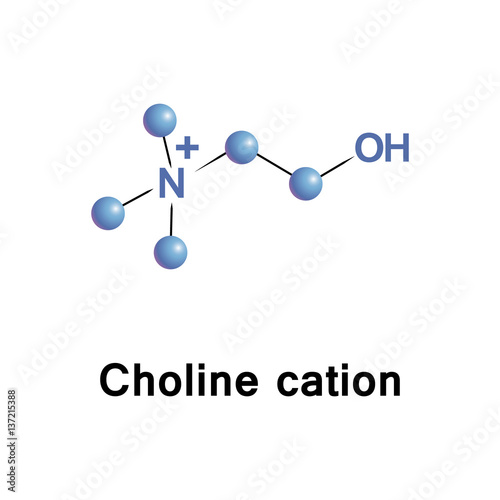Choline cation sets in head groups of phosphatidylcholine and sphingomyelin, phospholipids of cell membranes. It is precursor of neurotransmitter acetylcholine, for memory and muscle control functions
