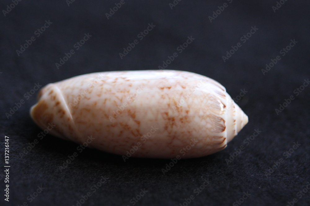 Macro Imagery Beach Seashells Natural  Colors 