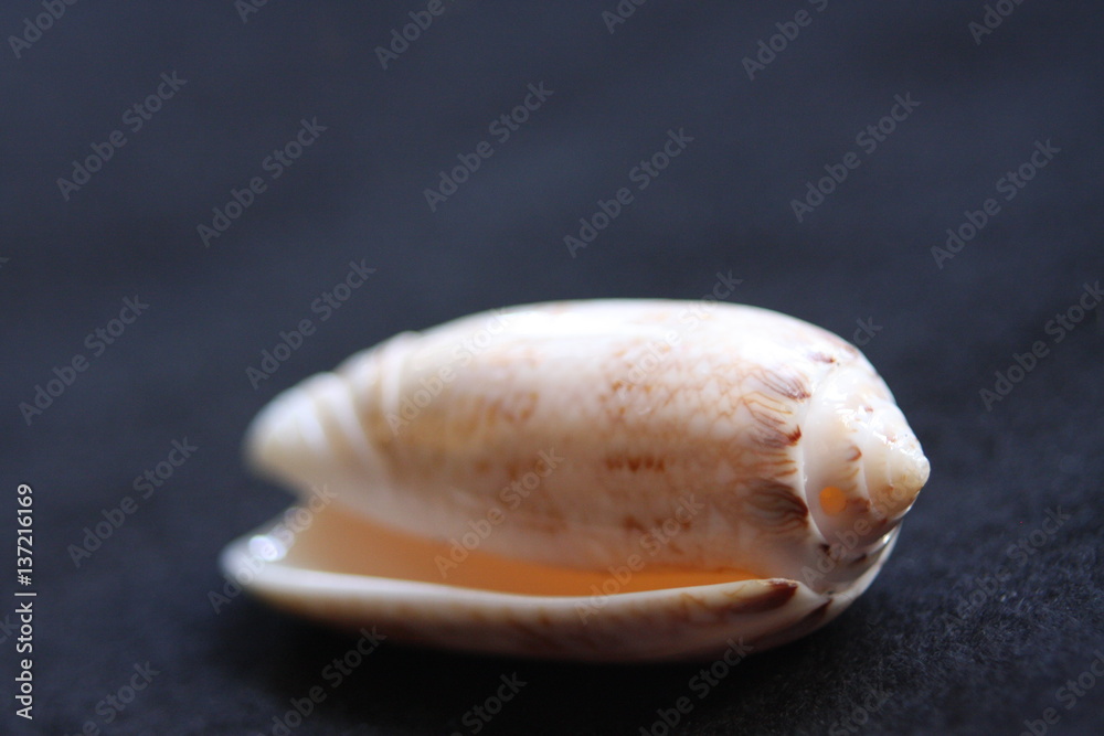 Macro Imagery Beach Seashells Natural Colors Macro Imagery Beach Seashells Natural Colors