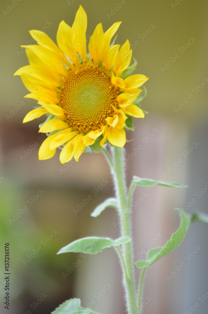 Fototapeta premium Girasol