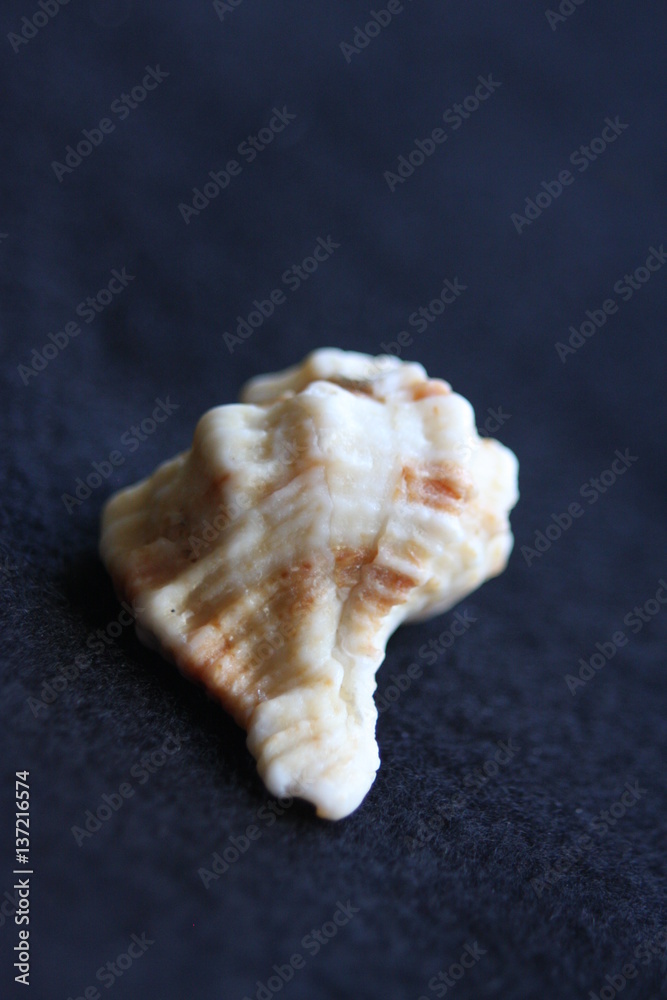 Macro Imagery Beach Seashells Natural Colors Macro Imagery Beach Seashells Natural Colors