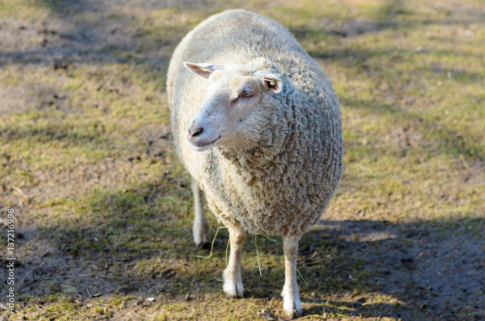 Obraz premium White sheep standing on ground