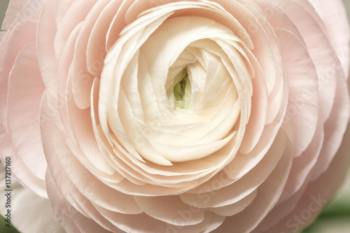 tender pink ranunculus flower