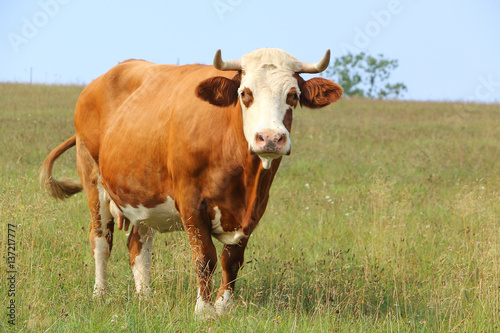 Stojąca krowa na łące