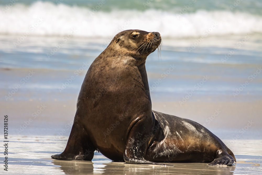 Naklejka premium Australian sea lion on the beach sitting upright, Seal Bay, Kangaroo Island, South Australia