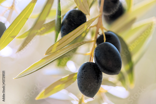 close up of a group of black Olives, olives hanging from a tree in southern Spain in Andalusia with the sun shining in the back ground, blurred for copy space 