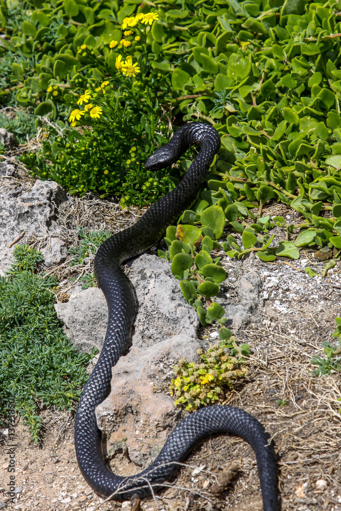 Dangerous Black tiger snake in natural habitat, Kangaroo Island, South Australia Dangerous Black tiger snake in natural habitat, Kangaroo Island, South Australia