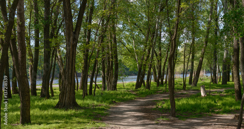 Pathway in the shade of park trees along rowing canal.