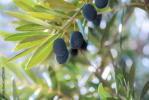 group of black ripe olives , hanging from a tree in southern Spain in Andalusia with the sun shining in the back ground, blurred for copy space 