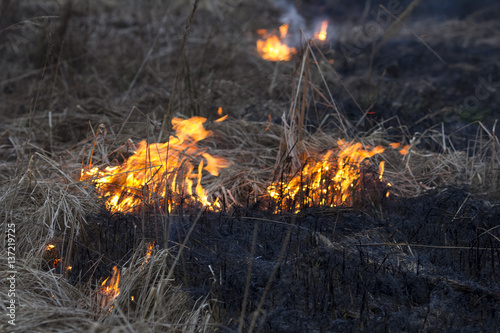 A spring fire. Burning grass. Field Smoke Background 