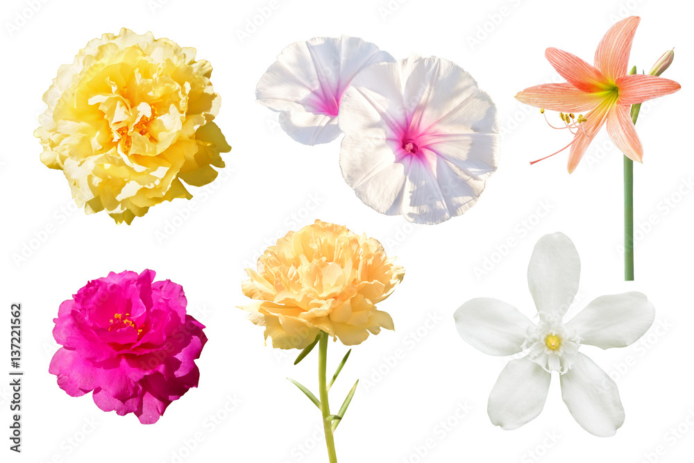 Naklejka premium Set of various beautiful flowers isolated on white background