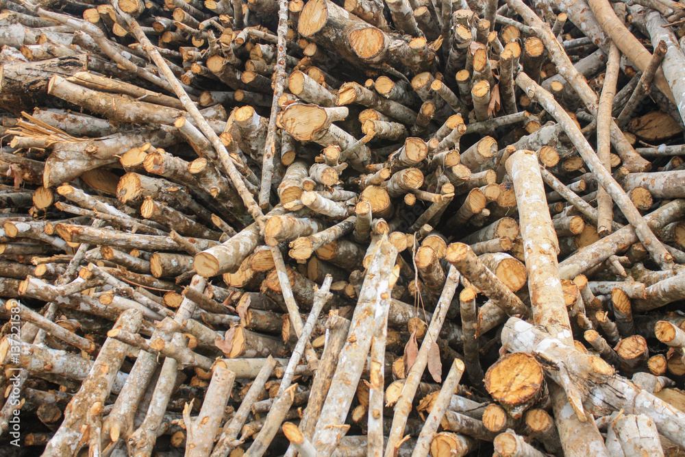 Dry wood for industry Dry wood for industry