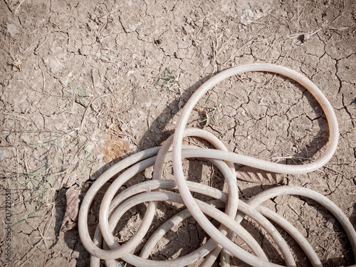 Dried garden hose pipe with no water on cracked soil, climate change concept