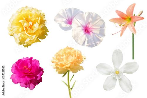 Set of various beautiful flowers isolated on white background