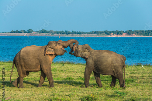 Foto Herd of elephants at the waterhole in Minneriya national park Sri Lanka