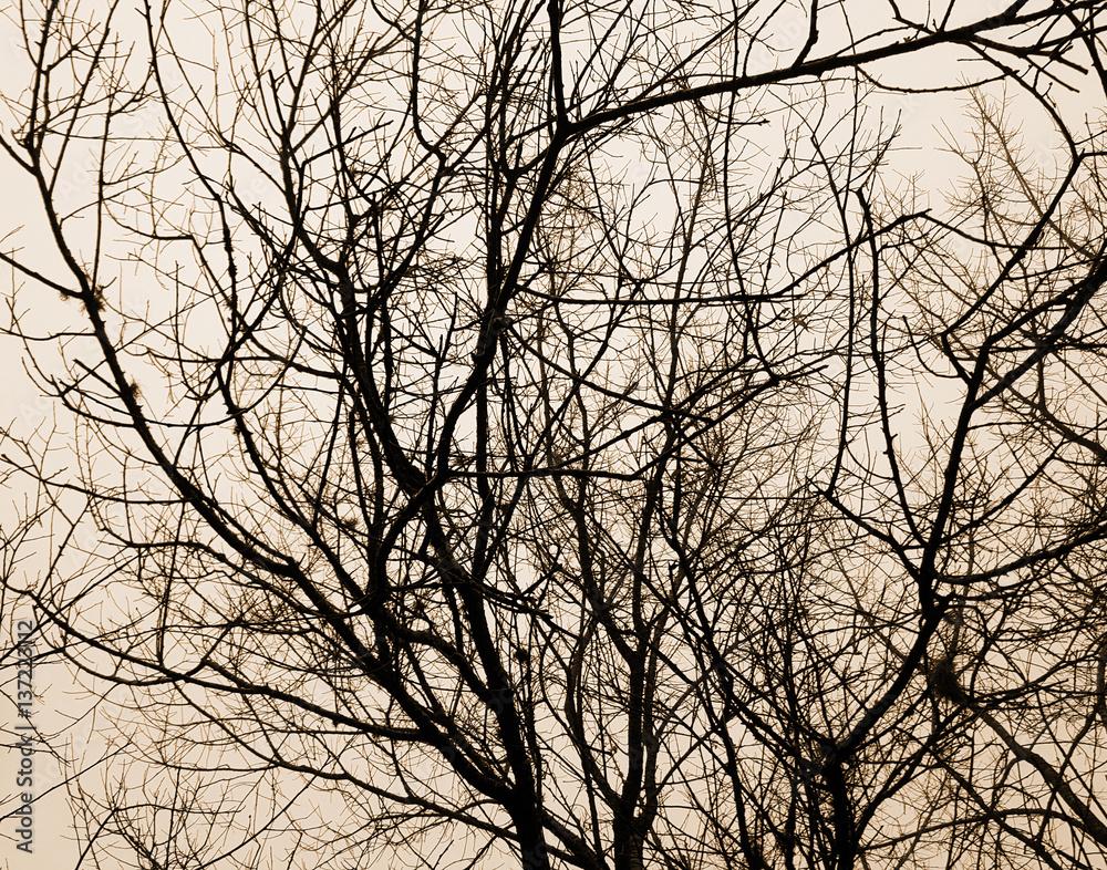 Forest trees. nature black and white wood backgrounds Forest trees. nature black and white wood backgrounds